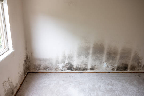 Best Black Mold Removal  in USA